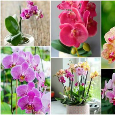 A beltéri orchideák leggyakoribb típusainak leírása Otthoni orchideanév