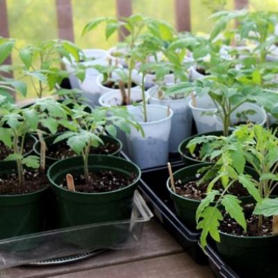 Pourquoi les tomates deviennent-elles blanches et comment l'éviter Du blanc est apparu sur les feuilles des plants de tomates