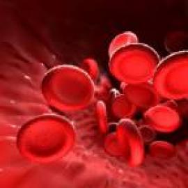 Augmentation du niveau de fer dans le sang augmente le fer dans le corps humain