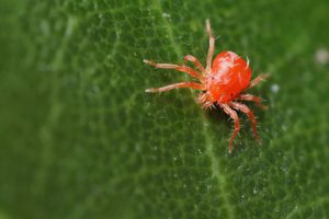 赤いダニは絶妙な植物の主な敵です 赤いダニとは何か 人にとって危険ですか